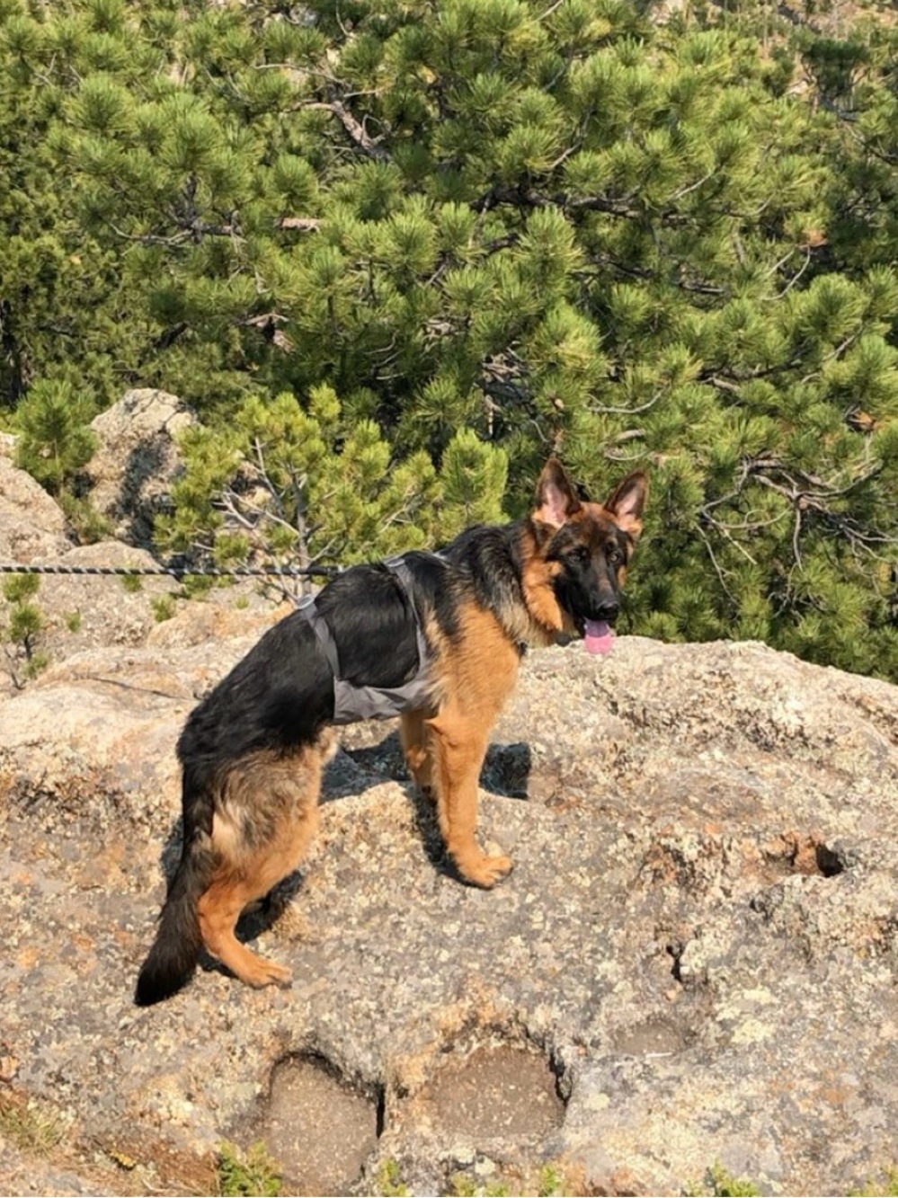 RuffWear Dog Harness - L/XL
